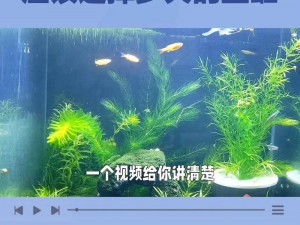 探索水族新天地：打造未来观赏鱼缸全攻略