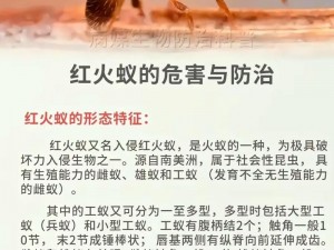 红火蚁大规模入侵我国十二省份：生态挑战与防控策略急需关注