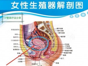 女生在小便高清图：了解女性生理结构的好帮手