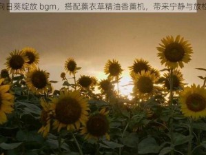 紫阳花凋零向日葵绽放 bgm，搭配薰衣草精油香薰机，带来宁静与放松的氛围体验