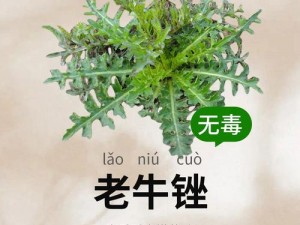 老牛嫩草一二三产品区别(老牛嫩草一二三产品有哪些区别？)