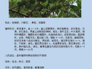 学习掌握侠客碎岩术之秘籍：破岩破石技能深度解析与实践应用