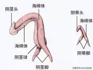 男男+纯肉+茎交【男男之间的纯肉茎交是怎样的体验？】