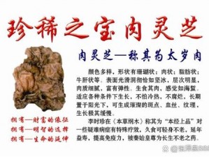 漫漫江湖路：灵芝的获取与珍稀探索