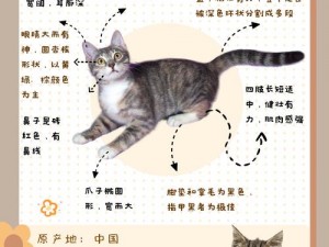 阴阳师狸花猫培养指南：宠物狸花猫获取与奖励详解