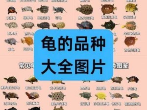 元宝龟：揭示神秘特性与独特魅力的珍稀水生生物探索