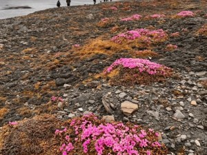 冰原守卫者：探寻丰富原木资源的宝地，揭秘原木分布密集区域探索之旅