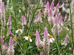 绿巨人忘忧草丝瓜草莓香蕉科普：一款多功能植物，集观赏、食用、药用价值于一身