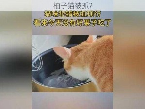 柚子猫被抓？