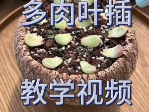 欧式 72 种扦插法的视频：教你轻松掌握植物繁殖技巧