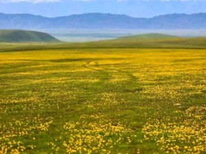 野花免费视频无码免费播放，高清画质，流畅体验，让你随时随地享受视觉盛宴