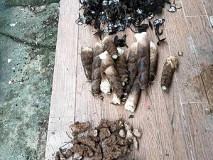 夺笋高手揭秘：山货图鉴大全——全面解读各类山货特色与鉴赏之道