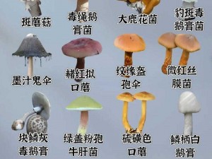 元素地牢第四关蘑菇效用揭秘：揭示蘑菇的神秘功能与效果介绍