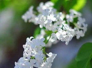 丁香花婷婷开心偷拍;丁香花婷婷开心偷拍，究竟是怎样的偷拍？