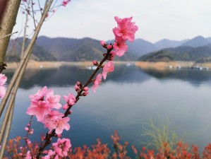 乳液狂飙天堂 w78 桃花岛，水润保湿身体乳液，让肌肤如桃花般娇嫩