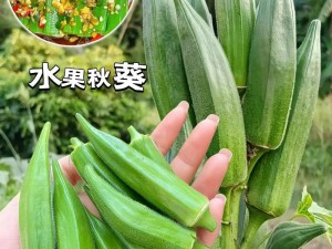 秋葵茄子丝瓜香蕉榴莲：夏日水果盛宴，你准备好了吗？