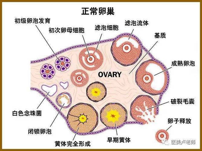 阴毛浓密的老女人大荫蒂可以选择专业的阴毛修剪器进行修剪