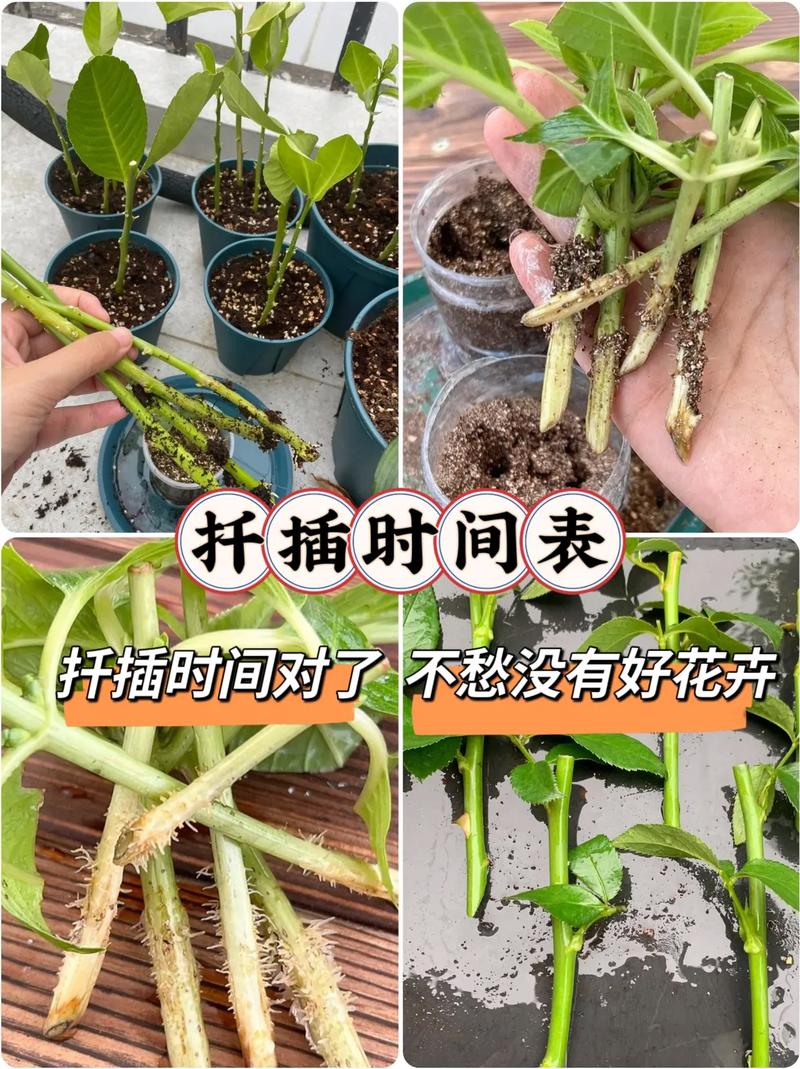 欧式 45 种扦插方式图片，让你的植物轻松繁殖，快速生长