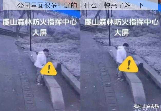 公园里面很多打野的叫什么？快来了解一下