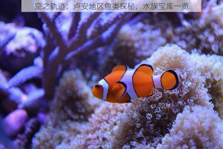 空之轨迹：卢安地区鱼类探秘，水族宝库一览