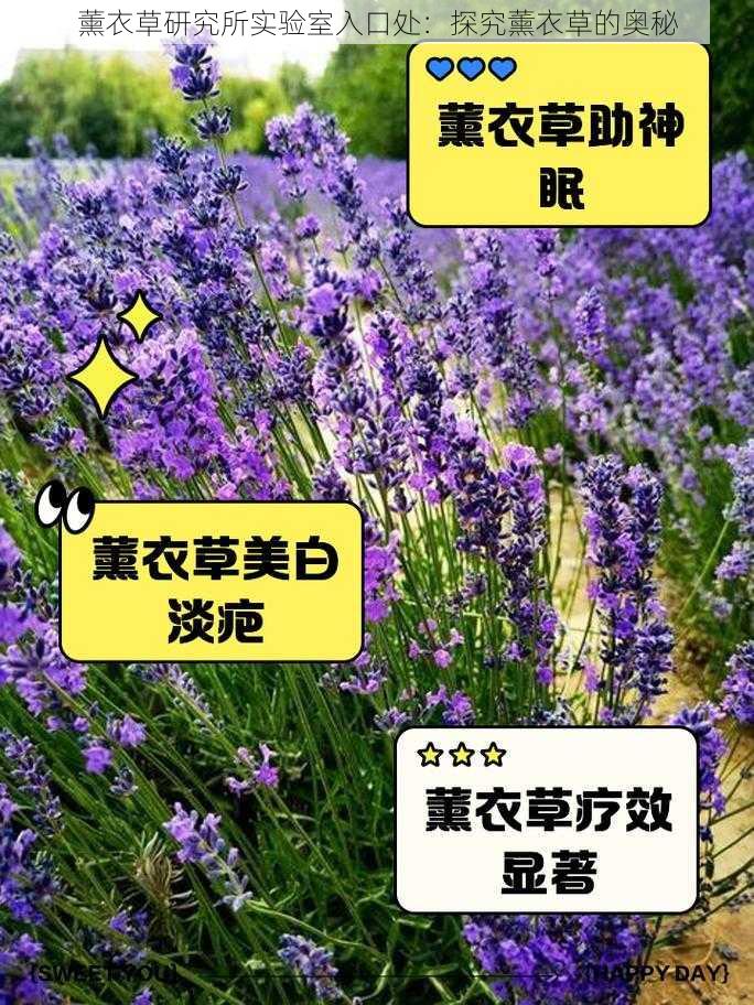 薰衣草研究所实验室入口处：探究薰衣草的奥秘