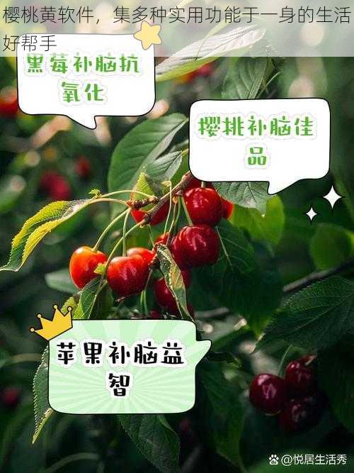 樱桃黄软件，集多种实用功能于一身的生活好帮手