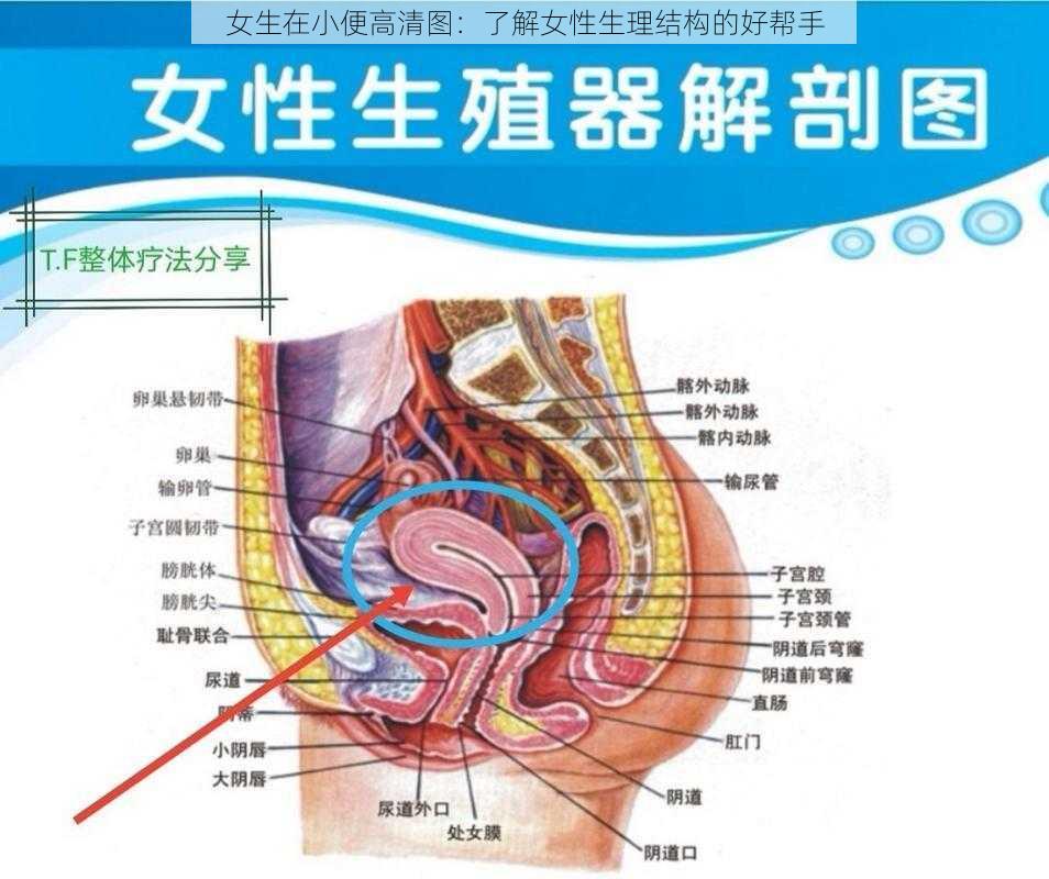 女生在小便高清图：了解女性生理结构的好帮手