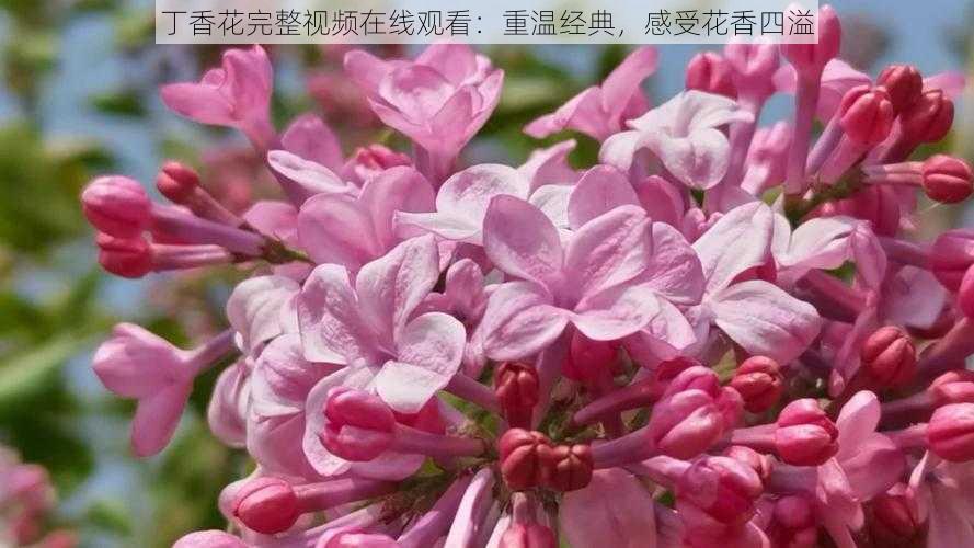 丁香花完整视频在线观看：重温经典，感受花香四溢