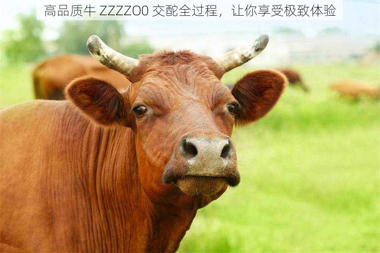 高品质牛 ZZZZO0 交酡全过程，让你享受极致体验