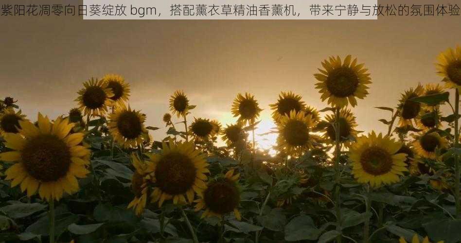 紫阳花凋零向日葵绽放 bgm，搭配薰衣草精油香薰机，带来宁静与放松的氛围体验