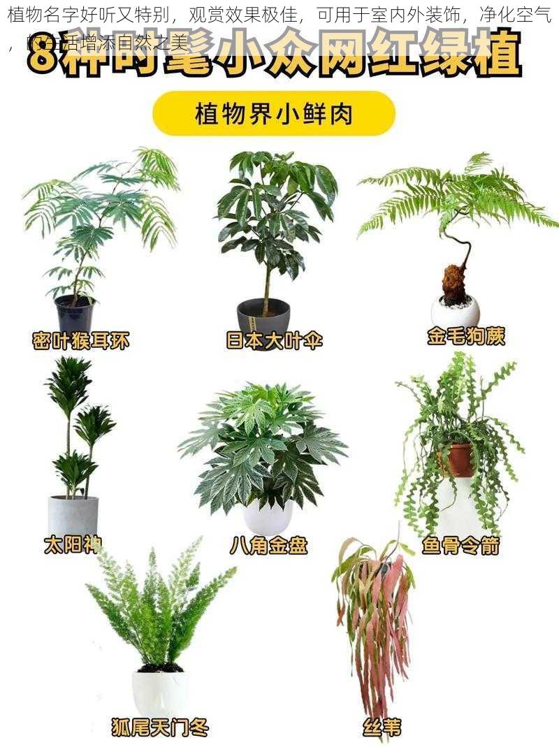 植物名字好听又特别，观赏效果极佳，可用于室内外装饰，净化空气，的生活增添自然之美