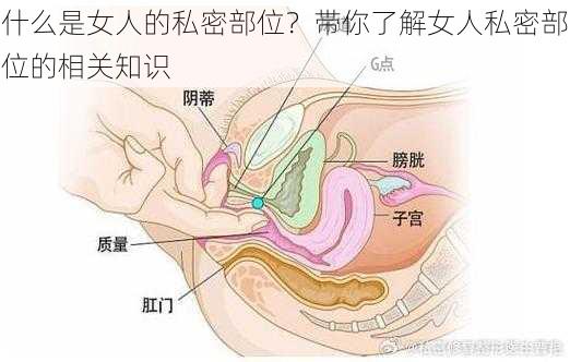 什么是女人的私密部位？带你了解女人私密部位的相关知识