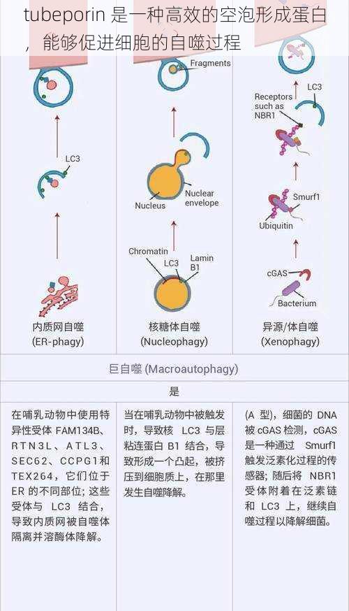 tubeporin 是一种高效的空泡形成蛋白，能够促进细胞的自噬过程