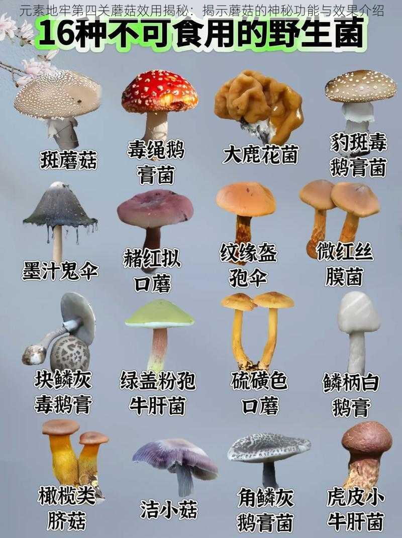 元素地牢第四关蘑菇效用揭秘：揭示蘑菇的神秘功能与效果介绍