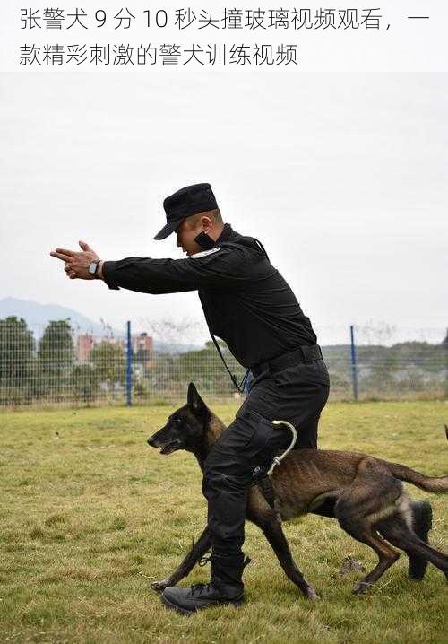 张警犬 9 分 10 秒头撞玻璃视频观看，一款精彩刺激的警犬训练视频