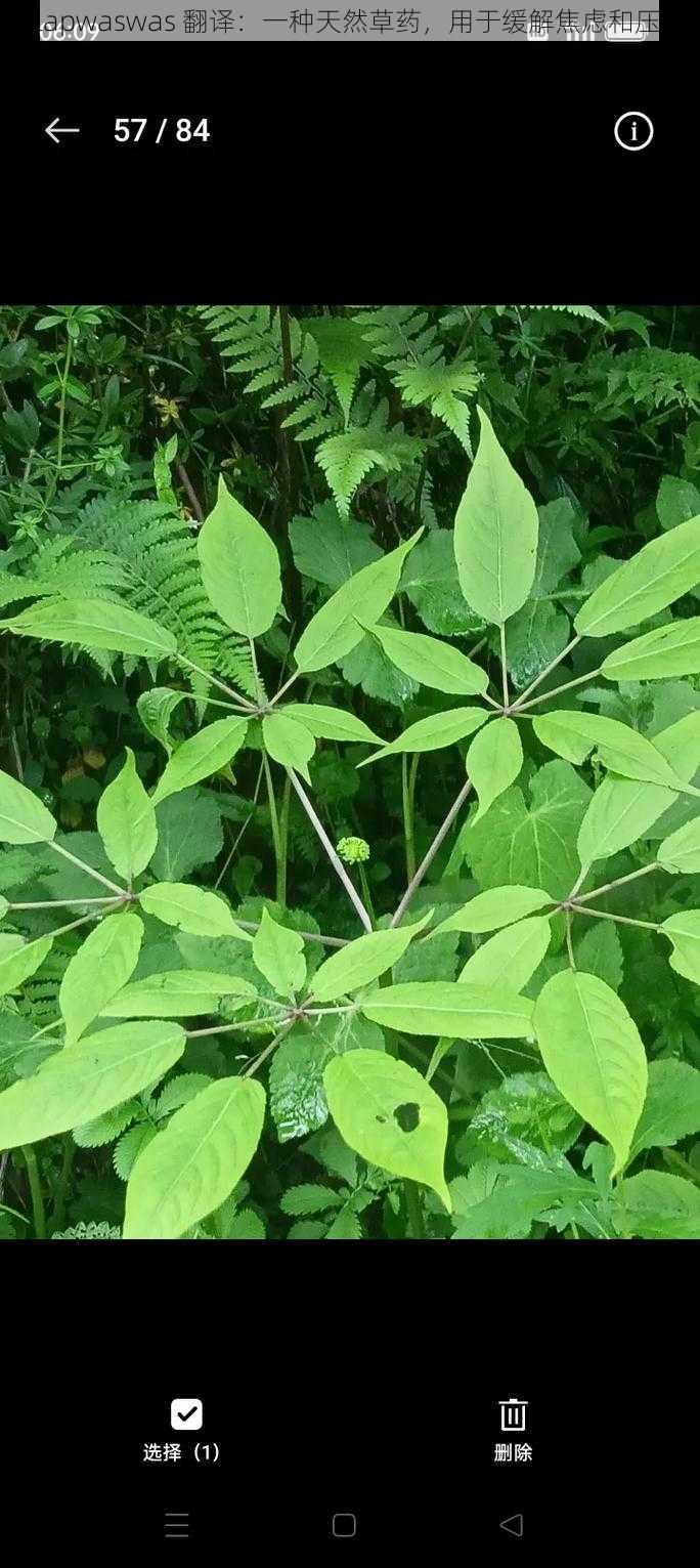 Jalapwaswas 翻译：一种天然草药，用于缓解焦虑和压力