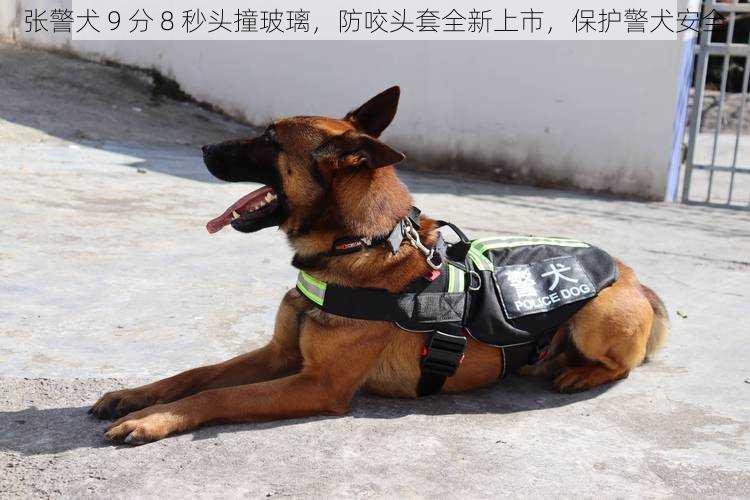 张警犬 9 分 8 秒头撞玻璃，防咬头套全新上市，保护警犬安全