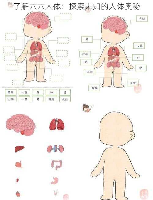 了解六六人体：探索未知的人体奥秘