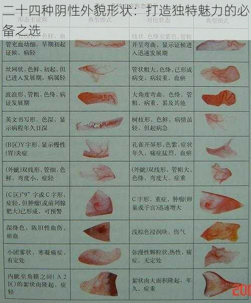 二十四种阴性外貌形状：打造独特魅力的必备之选