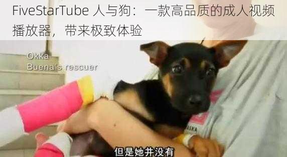 FiveStarTube 人与狗：一款高品质的成人视频播放器，带来极致体验