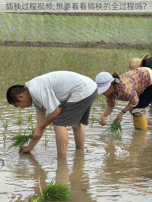 插秧过程视频;想要看看插秧的全过程吗？