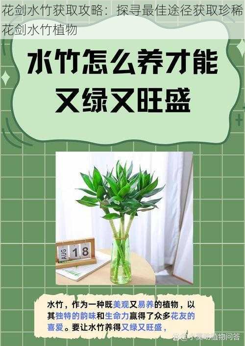 花剑水竹获取攻略：探寻最佳途径获取珍稀花剑水竹植物