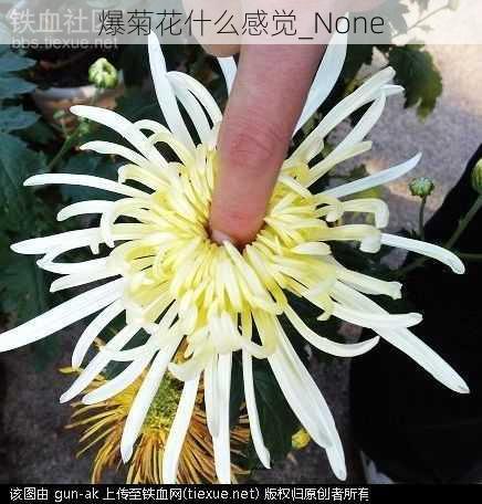 爆菊花什么感觉_None