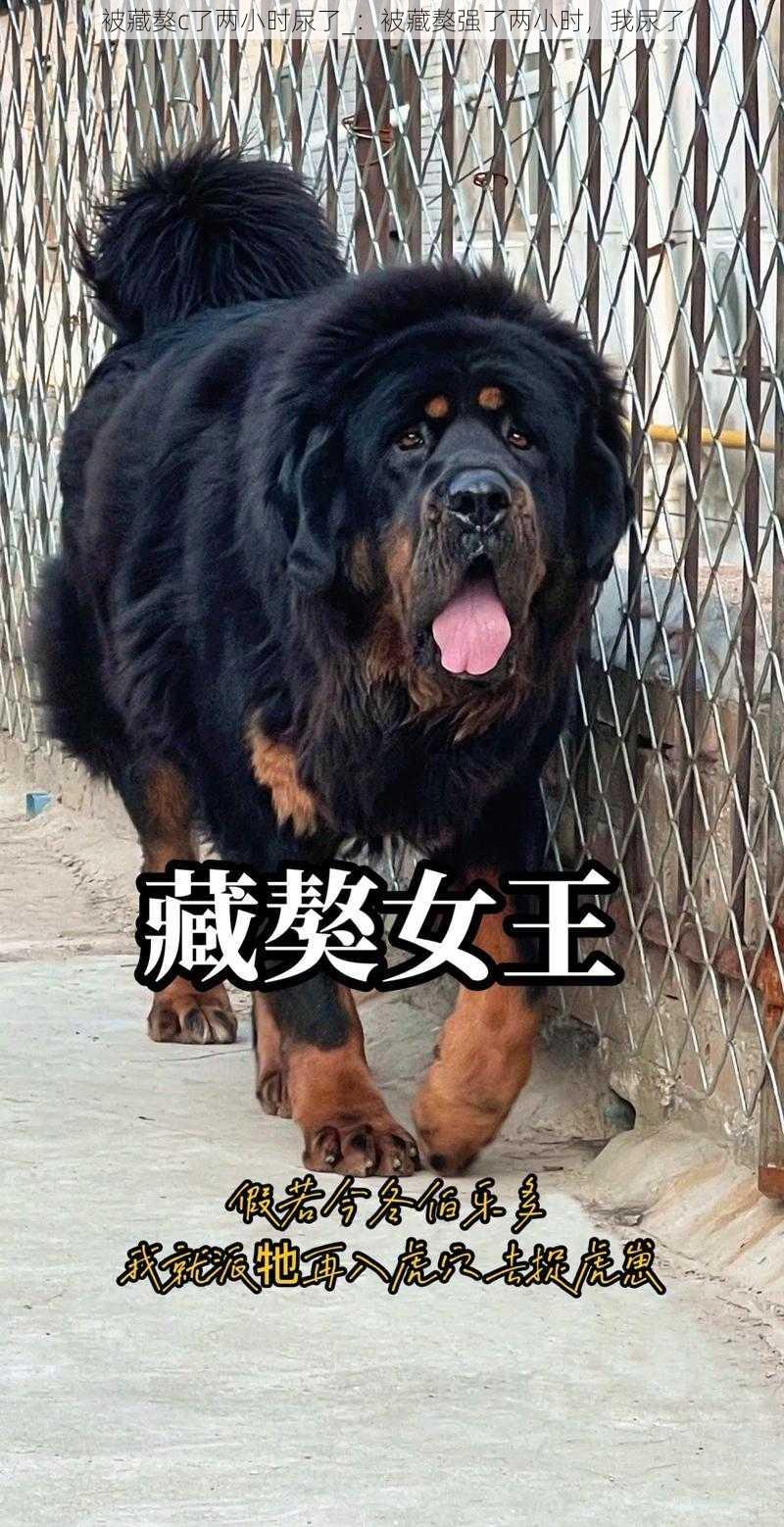 被藏獒c了两小时尿了_：被藏獒强了两小时，我尿了