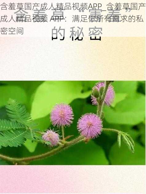 含羞草国产成人精品视频APP_含羞草国产成人精品视频 APP：满足你所有需求的私密空间