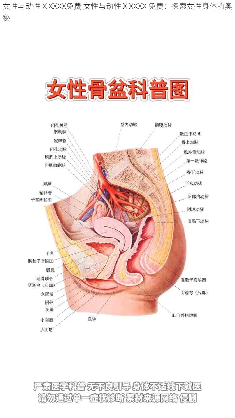 女性与动性ⅩXXXX免费 女性与动性ⅩXXXX 免费：探索女性身体的奥秘