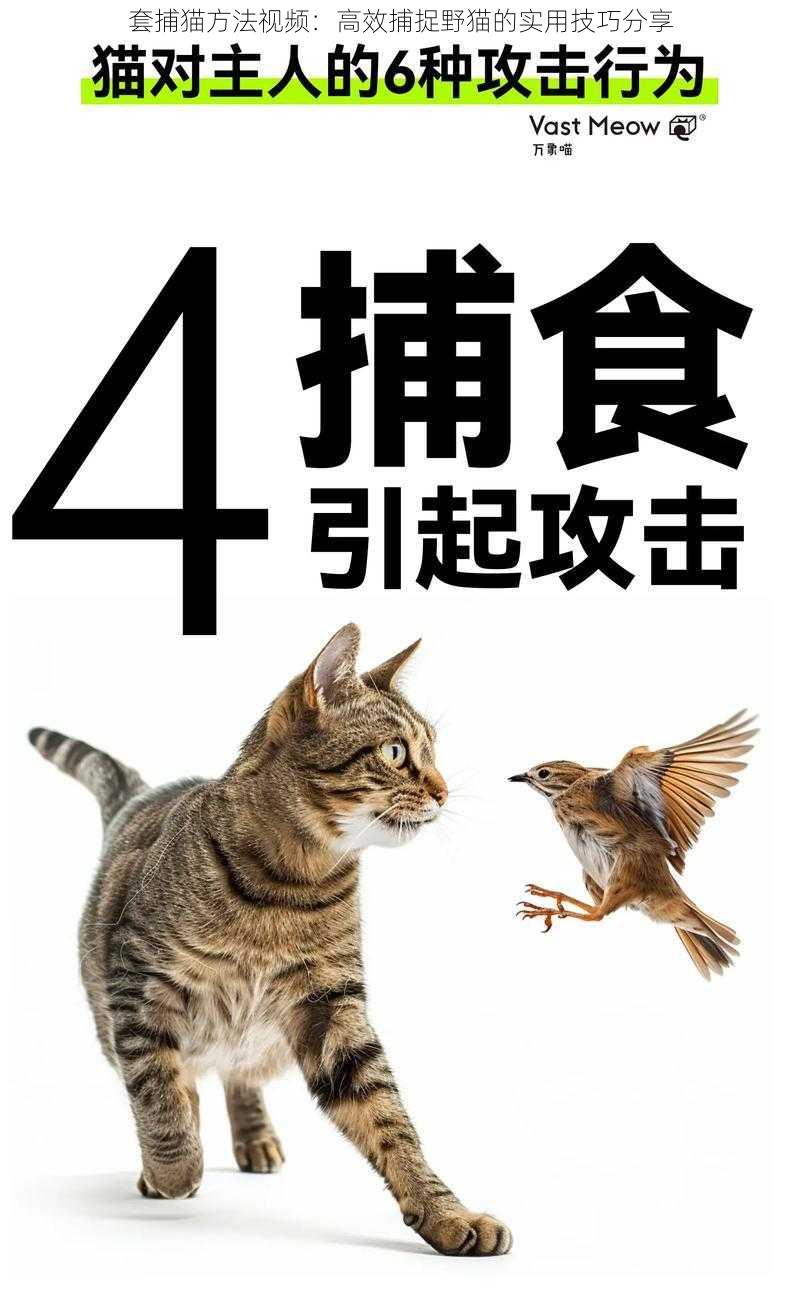 套捕猫方法视频：高效捕捉野猫的实用技巧分享