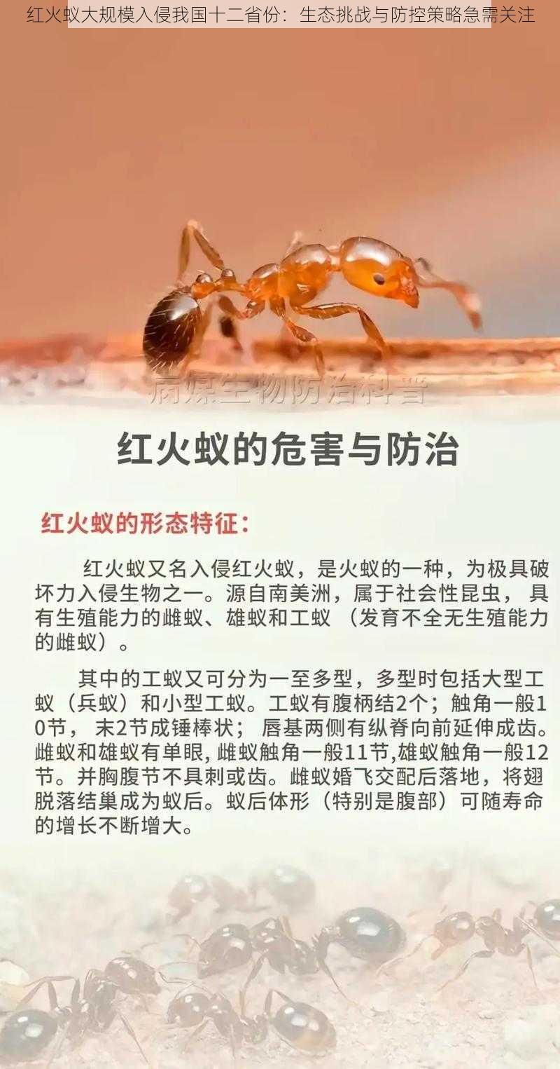 红火蚁大规模入侵我国十二省份：生态挑战与防控策略急需关注