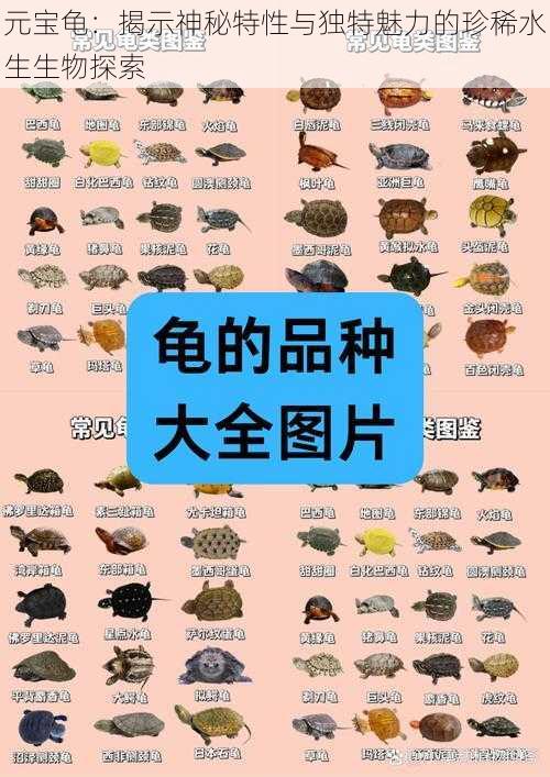 元宝龟：揭示神秘特性与独特魅力的珍稀水生生物探索